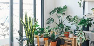 Top Houseplants